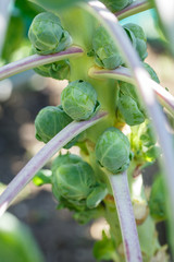 Wall Mural - Brussels sprout plants grows in vegetable garden. Home organic farming concept.