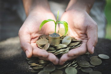 Hand with tree growing from pile of coins, concept for business, innovation, growth and money