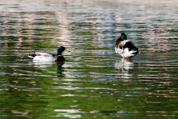 ducks in pond