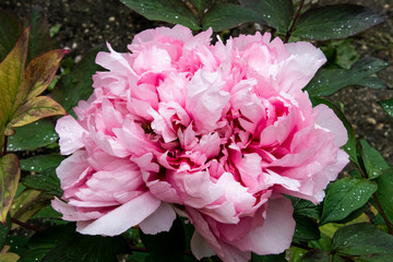 Wall Mural - giant pink peony