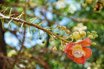 Poster - branch of a tree