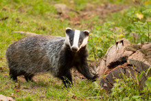 A Close Up Of A Wild Badger (Meles Meles).  Taken In The West Wales Countryside,, Wales, UK