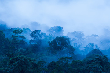 Poster - Aerial view of ancient tropical forest in the morning mist.