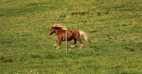 Nice pony running on meadow