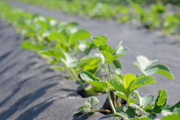 Poster - Strawberry field of young plants under sun in morning light