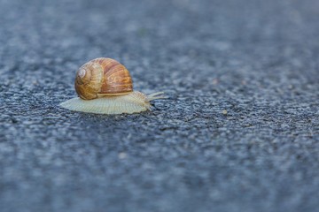 Large grey land snail with creamy brownish shell crawling slowly on wet macadam street. Blurry background and foreground. 