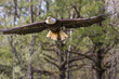 © arnaudmartinez - Elegant wild bald eagle flying experience