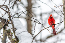 Vibrant Red Northern Cardinal Cardinalis Bird Perched On Tree Branch During Winter Snow In Virginia