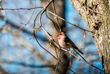 One Male Red House Finch Haemorhous Mexicanus Bird Sitting Perched On Tree Branch During Sunny Spring In Sunlight In Virginia