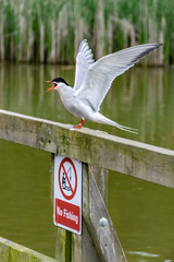 Wall Mural - Common tern (sterna hirundo) perched on a wooden fence above a no fishing sign