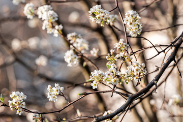 Wall Mural - white cherry blossom sakura tree macro closeup with vintage flower petals in spring springtime washi