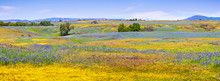 Wildflowers Blooming On The Rocky Soil Of North Table Mountain Ecological Reserve, Oroville, Butte County, California