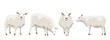 Set of white uncut sheep in various poses. Realistic Vector Animals