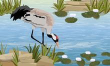 Gray Crane In A Swamp Or Lake With White Water Lilies. The Pond Is A Tree With Tall Grass. Common Crane Or Grus Grus Or Eurasian Crane. Wildlife Of America And Europe. Realistic Vector Landscape