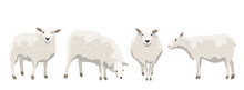 Set Of White Uncut Sheep In Various Poses. Realistic Vector Animals