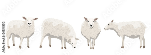 Fotomural Set of white uncut sheep in various poses