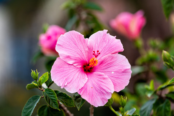 Wall Mural - Macro closeup of one pink red hibiscus flower showing detail and texture against bokeh background of green leaves in Florida