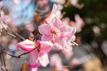 Wall Mural - one pink plum blossom tree flower macro closeup of petals during spring springtime in nikko, japan t