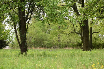 Wall Mural - forest meadow