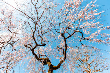 Wall Mural - looking up at cherry blossom sakura tree isolated against sky wide angle with pink flower petals in 