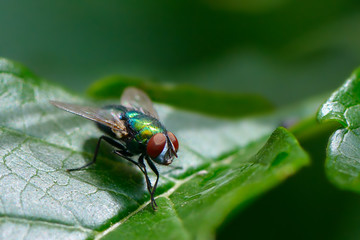 common fly on leaf