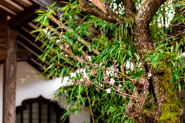 Wall Mural - cherry blossom sakura tree in early spring with buds blooming opening in takayama, gifu prefecture, 