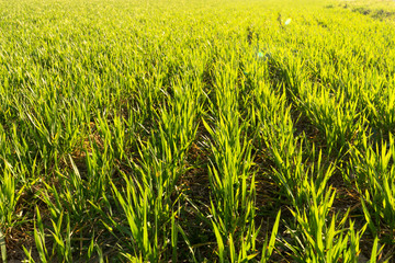 Sunny field of bright green fresh plants. Ecological agriculture concept. Real is beautiful