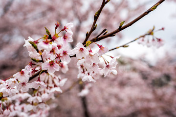 Wall Mural - kyoto, japan wet cherry blossom sakura tree branch in spring with blooming flowers in garden and bok