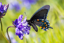 Close Up Of Pipevine Swallowtail (Battus Philenor) Drinking Nectar From A Blue Dick (Dichelostemma Capitatum) Wildflower, North Table Mountain Ecological Reserve, Oroville, California