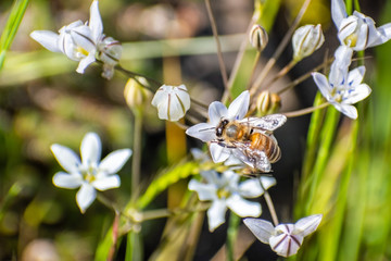 Close up of honey bee pollinating a lilac pretty face (Triteleia lilacina) wildflower, North Table Ecological Reserve, Oroville, California