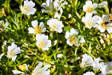 Wall Mural - White meadowfoam (Limnanthes alba) blooming at North Table Mountain Ecological Reserve, Oroville, California