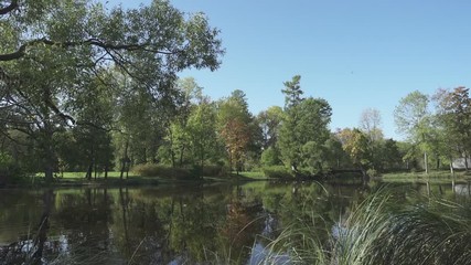 Wall Mural - Leaves fall from a tree in water in summer sunny day. Landscape of the forest lake
