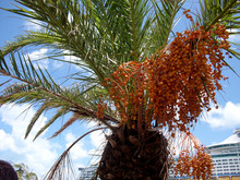 Palm Tree With Orange Palm Berries And Cruise Ship In Background