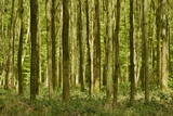 Fototapeta Las - Zone d'arbres très serrés et impénétrable au bois des Capucins à Tervuren