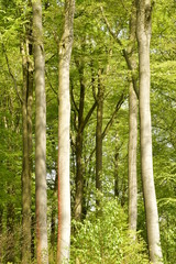 Tronc clairs et élancés des hêtres typiques de la forêt de Soignes au bois des Capucins à Tervuren