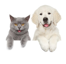 Cat And Dog Over White Banner