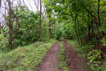 path in the forest