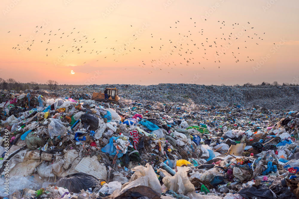 Gulls over a pile of garbage. - obrazy, fototapety, plakaty 