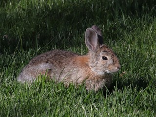 Mountain cottontail lounging 