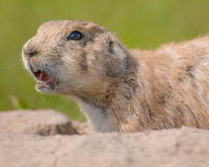 Wall Mural - Closeup portrait of a very cute, furry, and expressive prairie dog in the Badlands National Park