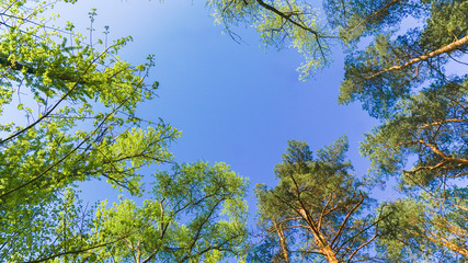 the sky above the trees in the forest