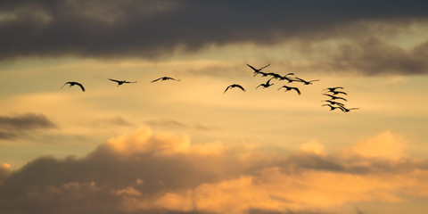 Wall Mural - Sandhill cranes in flight backlit silhouette with golden yellow and orange sky at dusk / sunset during fall migrations at the Crex Meadows Wildlife Area in Northern Wisconsin