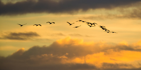 Wall Mural - Sandhill cranes in flight backlit silhouette with golden yellow and orange sky at dusk / sunset during fall migrations at the Crex Meadows Wildlife Area in Northern Wisconsin