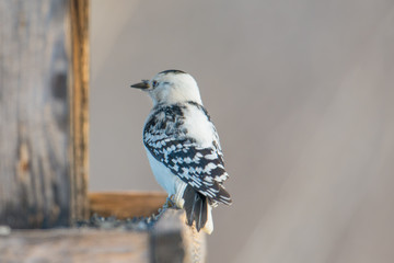rare leucistic downy woodpecker - partial loss of pigment in this woodpecker - seen at the visitor c