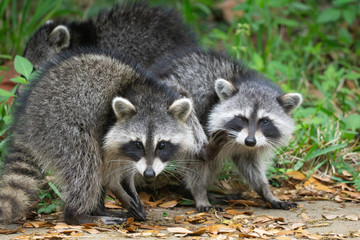 pair of raccoons scavenging in grass and leaves at merritt island florida