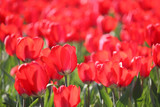 Fototapeta Tulipany - Red tulip flowers, colorful spring background. Field of blooming tulips in sunny day, selective focus