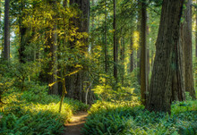 Trees Growing In State Park Forest, California, United States