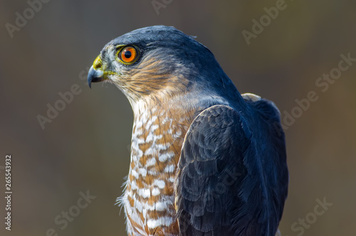 Sharp Shinned Hawk Portrait Taken During Fall Bird