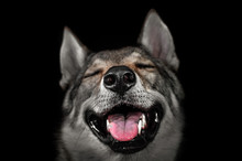 Czechoslovakian Wolf Dog Portrait Sitting On A Black Background