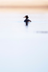 Wall Mural - Great crested grebe in lake at dawn. Side view.